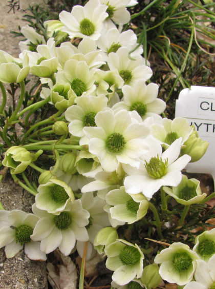 Clematis 'Hythe Egret'